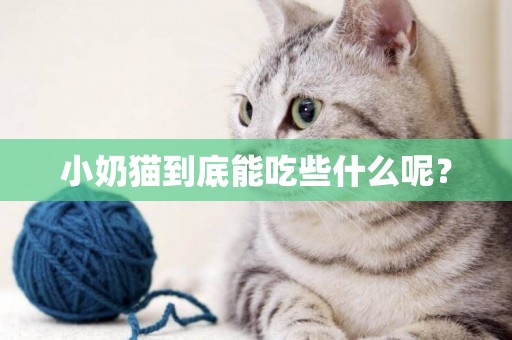 小奶貓到底能吃些什么呢？