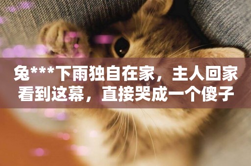 兔***下雨獨自在家，主人回家看到這幕，直接哭成一個傻子