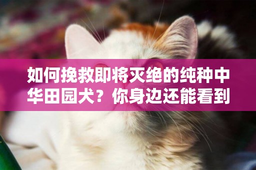 如何挽救即將滅絕的純種中華田園犬？你身邊還能看到嗎？