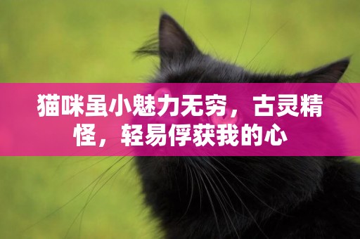貓咪雖小魅力無窮，古靈精怪，輕易俘獲我的心