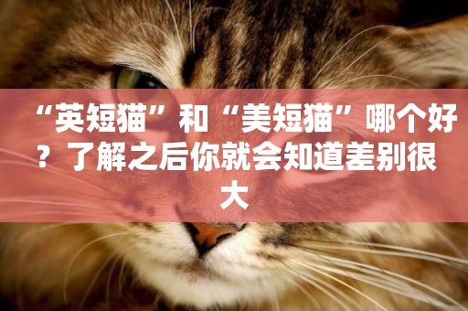 “英短貓”和“美短貓”哪個好？了解之后你就會知道差別很大