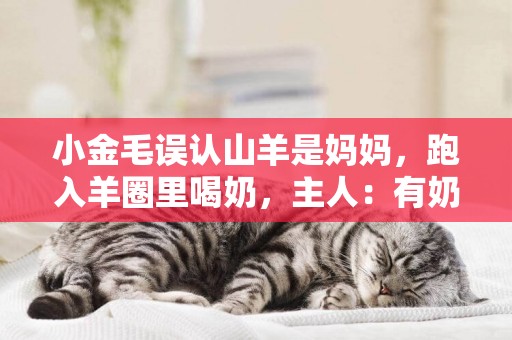 小金毛誤認山羊是媽媽，跑入羊圈里喝奶，主人：有奶便是娘？