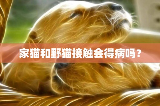 家貓和野貓接觸會得病嗎？