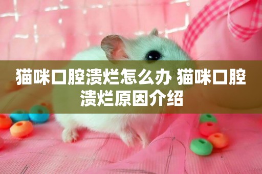貓咪口腔潰爛怎么辦 貓咪口腔潰爛原因介紹