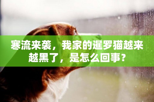 寒流來襲，我家的暹羅貓越來越黑了，是怎么回事？