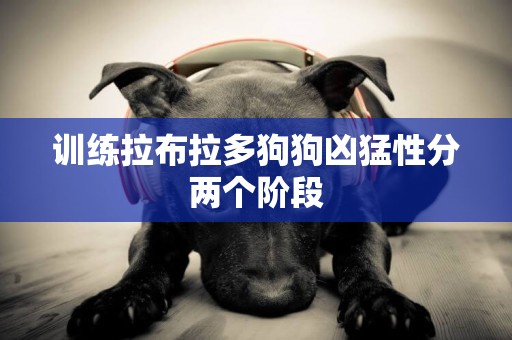 訓練拉布拉多狗狗兇猛性分兩個階段