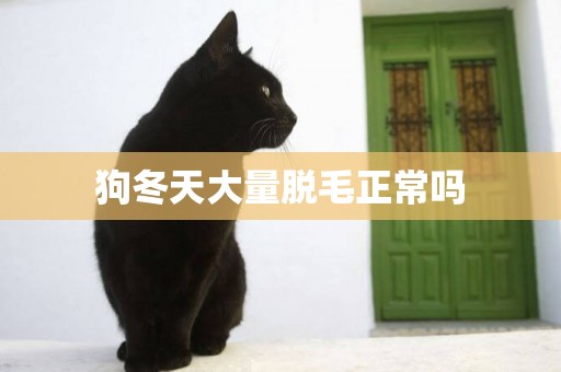 狗冬天大量脫毛正常嗎
