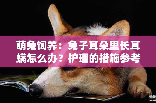 萌兔飼養：兔子耳朵里長耳螨怎么辦？護理的措施參考