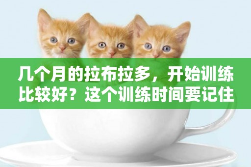 幾個月的拉布拉多，開始訓練比較好？這個訓練時間要記住