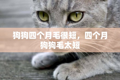 狗狗四個月毛很短，四個月狗狗毛太短
