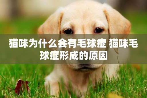 貓咪為什么會有毛球癥 貓咪毛球癥形成的原因