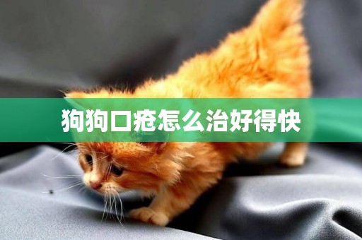 狗狗口瘡怎么治好得快