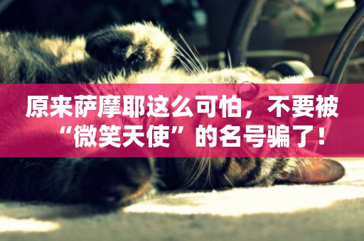 原來薩摩耶這么可怕，不要被“微笑天使”的名號騙了！