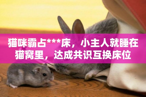 貓咪霸占***床，小主人就睡在貓窩里，達成共識互換床位