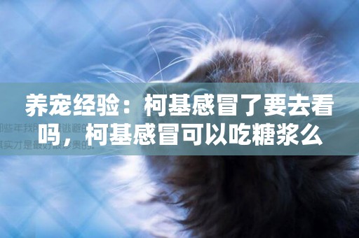 養寵經驗：柯基感冒了要去看嗎，柯基感冒可以吃糖漿么