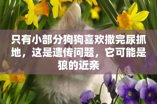 只有小部分狗狗喜歡撒完尿抓地，這是遺傳問題，它可能是狼的近親