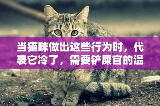 當貓咪做出這些行為時，代表它冷了，需要鏟屎官的溫暖呵護