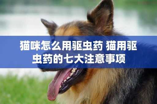 貓咪怎么用驅蟲藥 貓用驅蟲藥的七大注意事項