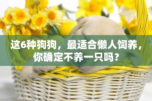這6種狗狗，最適合懶人飼養，你確定不養一只嗎？