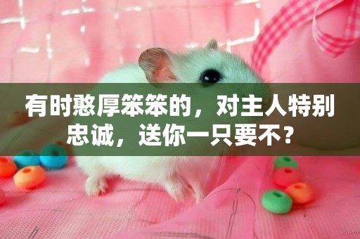 有時憨厚笨笨的，對主人特別忠誠，送你一只要不？
