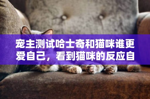 寵主測試哈士奇和貓咪誰更愛自己，看到貓咪的反應自己都笑了！