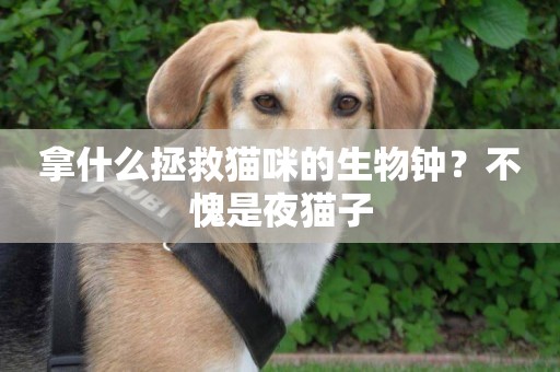 拿什么拯救貓咪的生物鐘？不愧是夜貓子