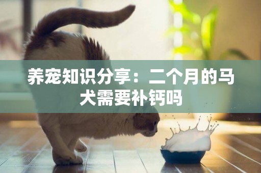 養寵知識分享：二個月的馬犬需要補鈣嗎