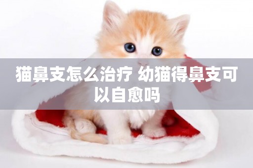 貓鼻支怎么治療 幼貓得鼻支可以自愈嗎