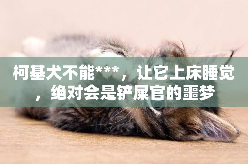 柯基犬不能***，讓它上床睡覺，絕對會是鏟屎官的噩夢