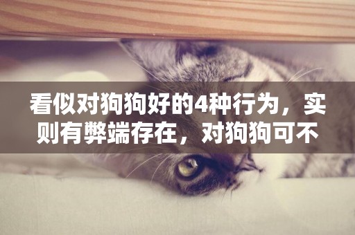 看似對狗狗好的4種行為，實則有弊端存在，對狗狗可不能過于溺愛