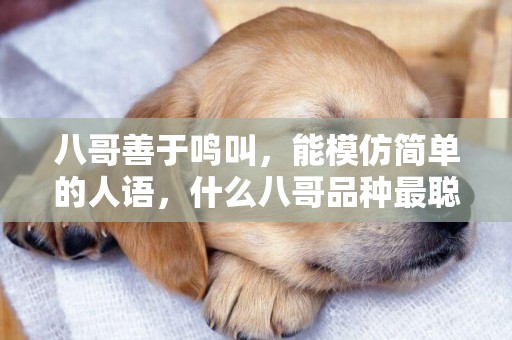 八哥善于鳴叫，能模仿簡單的人語，什么八哥品種最聰明？