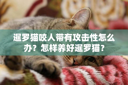 暹羅貓咬人帶有攻擊性怎么辦？怎樣養好暹羅貓？