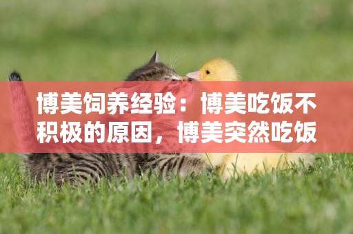 博美飼養經驗：博美吃飯不積極的原因，博美突然吃飯不積極