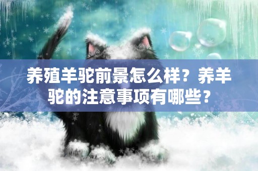 養殖羊駝前景怎么樣？養羊駝的注意事項有哪些？