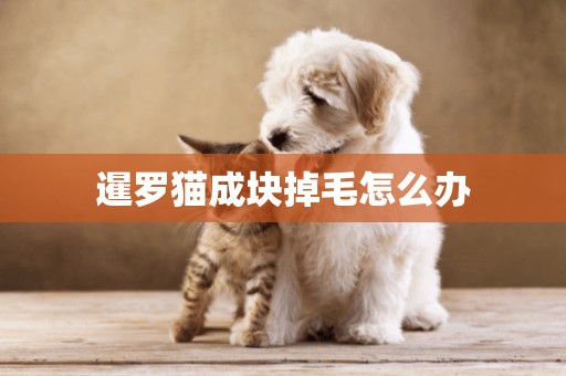 暹羅貓成塊掉毛怎么辦
