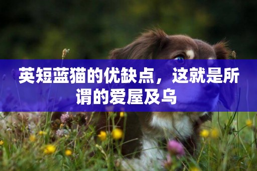 英短藍貓的優缺點，這就是所謂的愛屋及烏 