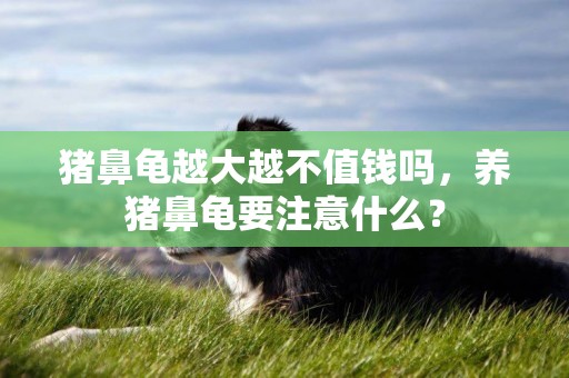 豬鼻龜越大越不值錢嗎，養豬鼻龜要注意什么？