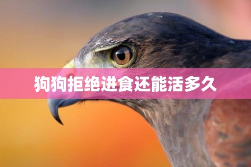 狗狗拒絕進食還能活多久