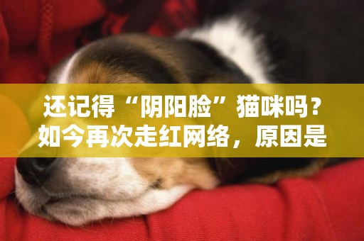 還記得“陰陽臉”貓咪嗎？如今再次走紅網絡，原因是它的2個***