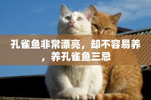 孔雀魚非常漂亮，卻不容易養，養孔雀魚三忌