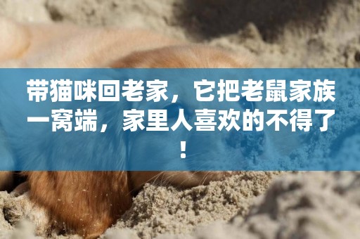 帶貓咪回老家，它把老鼠家族一窩端，家里人喜歡的不得了！