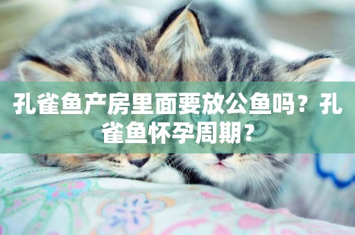 孔雀魚產房里面要放公魚嗎？孔雀魚懷孕周期？