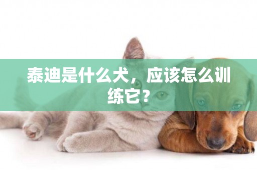 泰迪是什么犬，應該怎么訓練它？