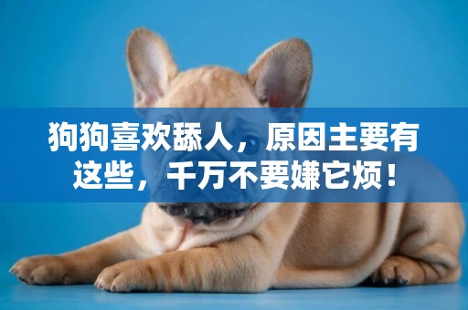 狗狗喜歡舔人，原因主要有這些，千萬不要嫌它煩！
