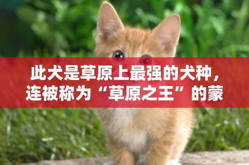 此犬是草原上最強的犬種，連被稱為“草原之王”的蒙古獒都不及它