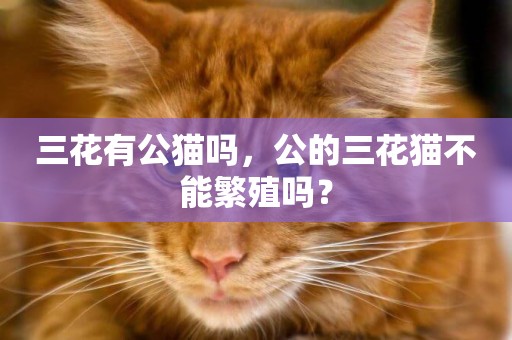 三花有公貓嗎，公的三花貓不能繁殖嗎？