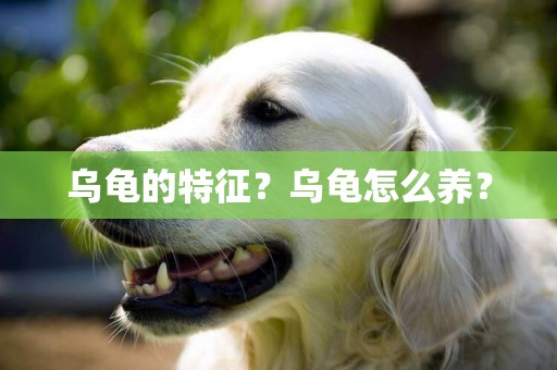 烏龜的特征？烏龜怎么養？