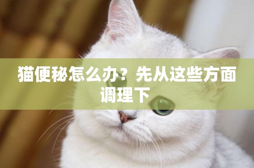 貓便秘怎么辦？先從這些方面調理下 