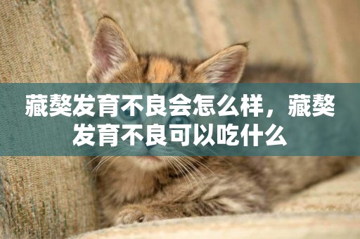 藏獒發育不良會怎么樣，藏獒發育不良可以吃什么