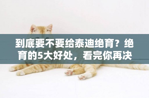 到底要不要給泰迪絕育？絕育的5大好處，看完你再決定吧！